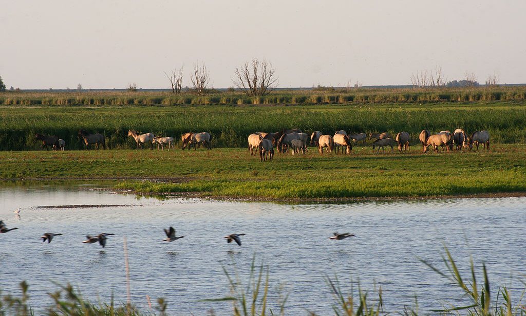Grote grazers verjoegen 22 zeldzame broedvogelsoorten uit Oostvaardersplassen