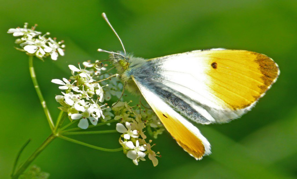 Temperatuurschommelingen bedreigen vlinderstand
