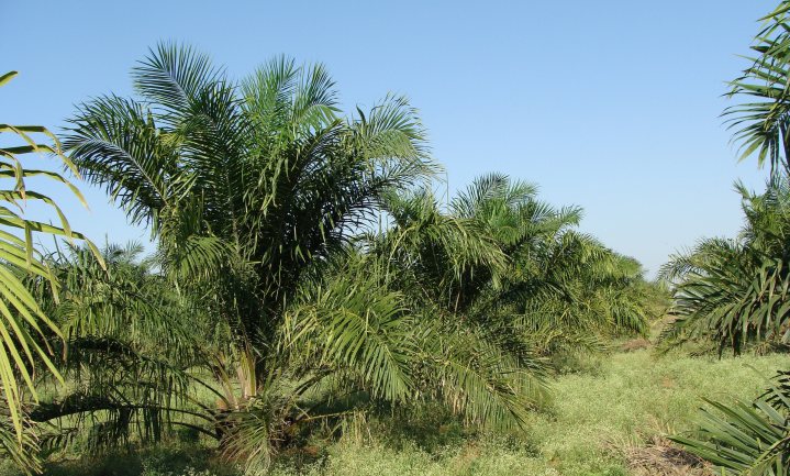 Palmolie-producent moet duurzame palmoliekeurmerk inleveren