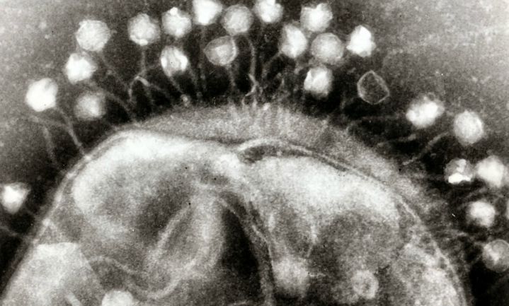 Darmen bevatten evenveel virussen als bacteriën