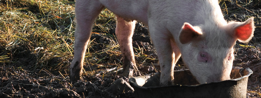 Buurt tegen uitbreiding biologische varkensstal
