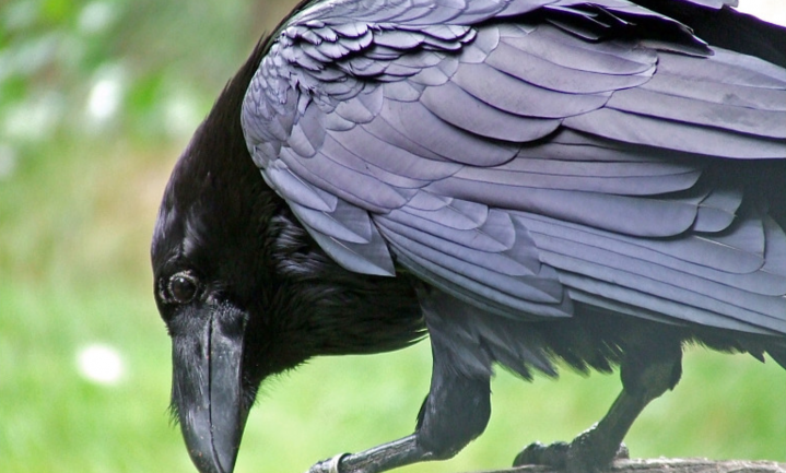 Raven vertellen elkaar in de ‘soos’ waar een wolvenprooi te vinden is