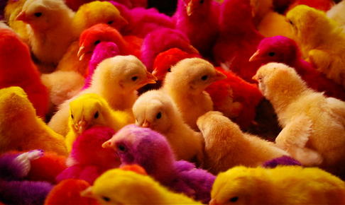 “Oost-Europese kip met ster is goed voor Nederlandse kipsector”