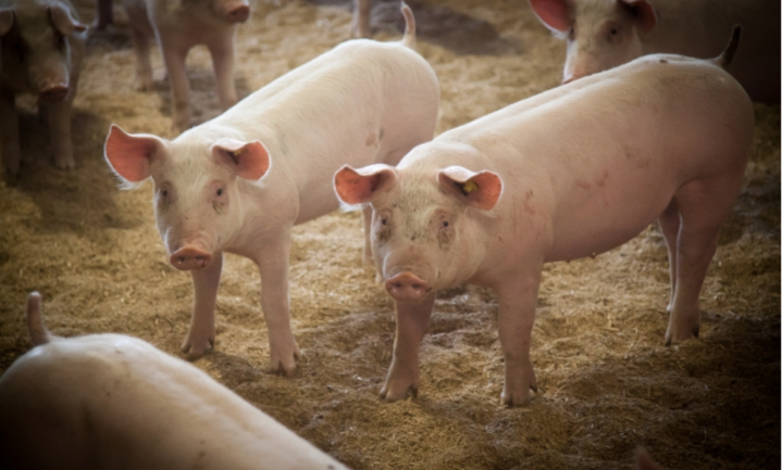 Nederland biedt ruimte voor lerende varkenshouderij