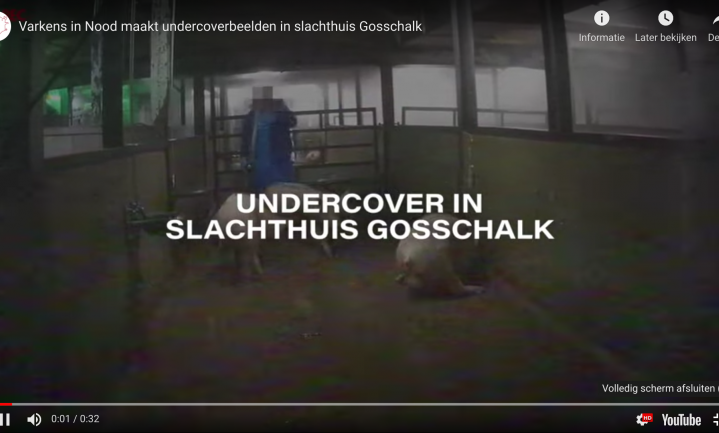 Verplichte cursus omgang met levende dieren voor personeel slachter Gosschalk in Epe