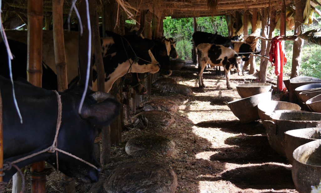 Melkproductie moet vooral in ontwikkelingslanden verduurzamen