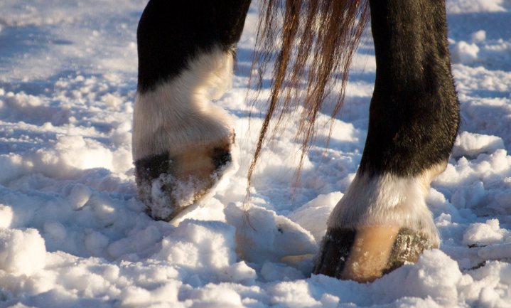 Paardenhoeven voor behoud permafrost