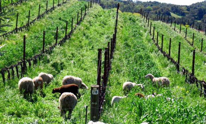 Californische wijnboeren bereiden zich voor op El Niño