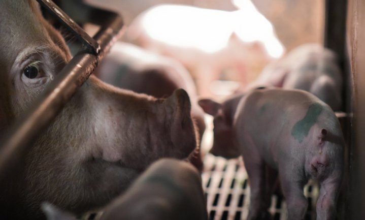 Landbouwministers doelwit Europese campagne tegen varkensleed