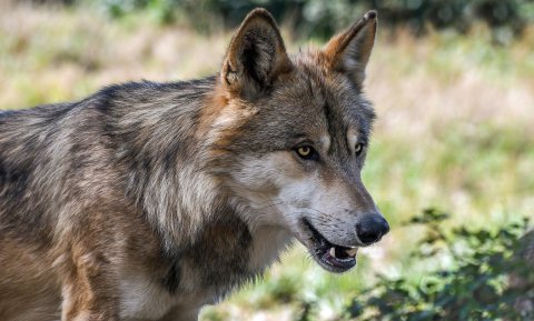 Schapenhouder doet dieren weg vanwege wolven