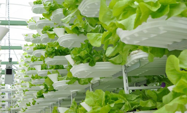 Sla voor Abu Dhabi van Nederlandse ‘vertical farming’