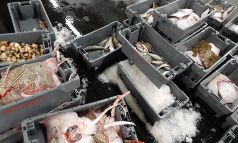 Noordzee-vis dreigt uit Nederland te verdwijnen