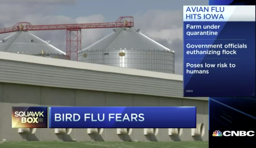 Vogelgriep VS eist 3,8 miljoen legkippen op 1 bedrijf