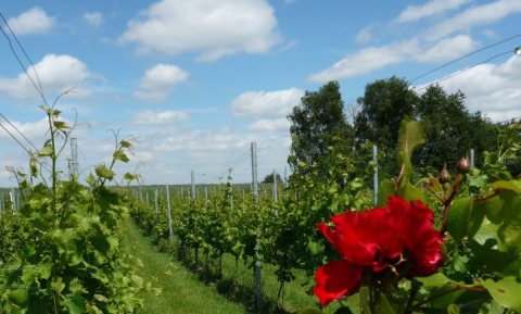 Warme zomer 2022 goed voor Nederlandse wijn