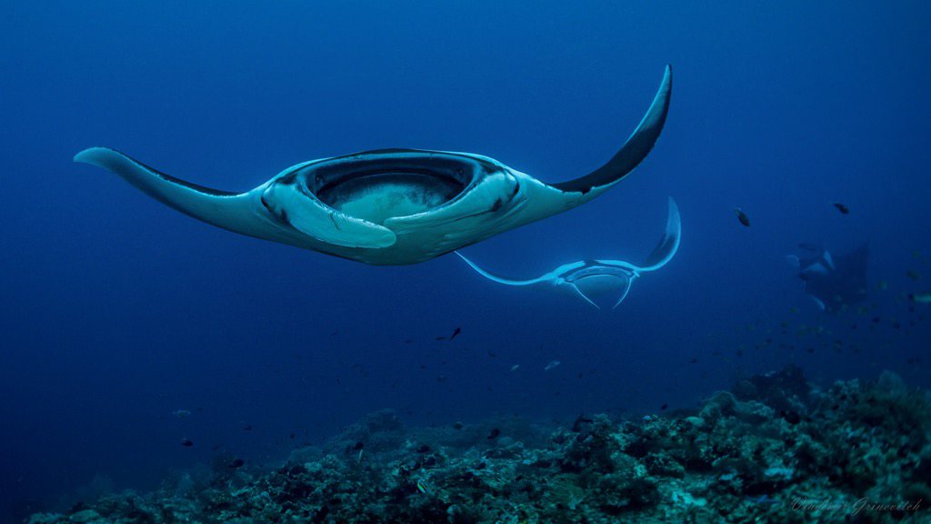 ‘Microplastics bedreigen walvissen, haaien en roggen’