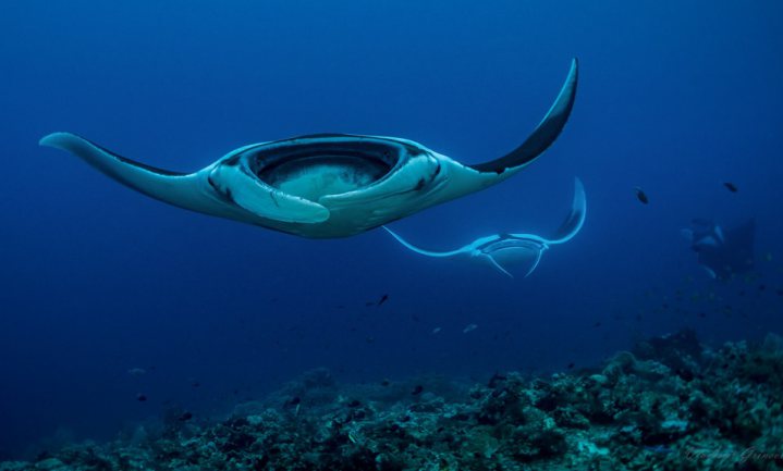 ‘Microplastics bedreigen walvissen, haaien en roggen’