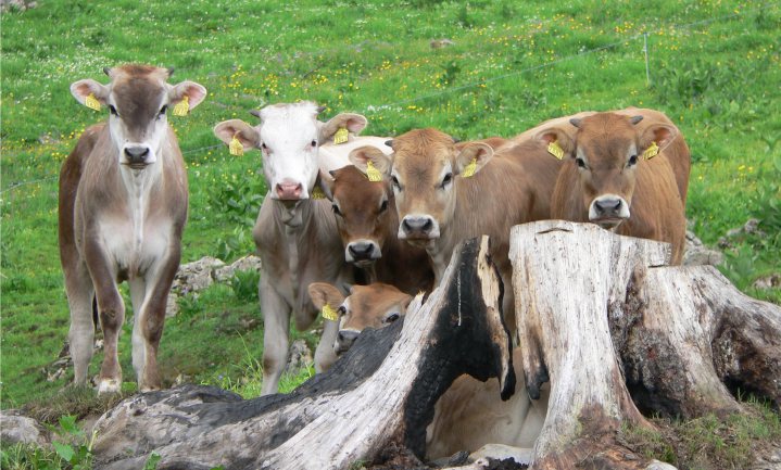 Zwitsers voer voor Zwitserse koeien