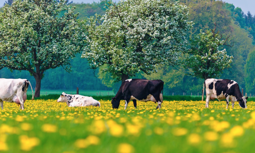 Nederland geeft €1,25 miljard uit aan agrarisch stikstofcircus (1)