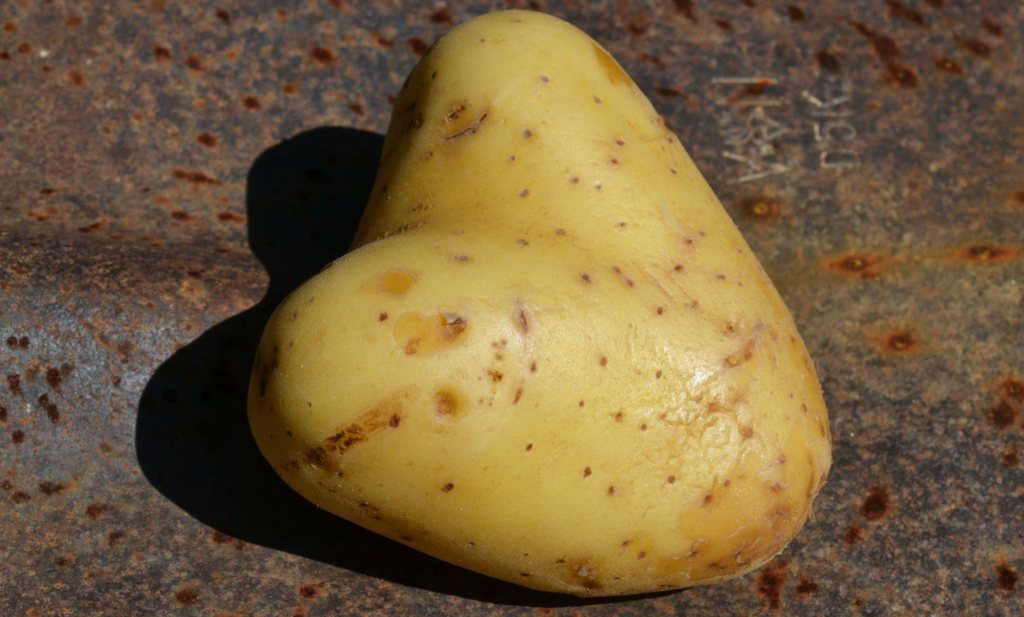 ‘Diabetes’-aardappel floreert in Australië, verpietert in Europa