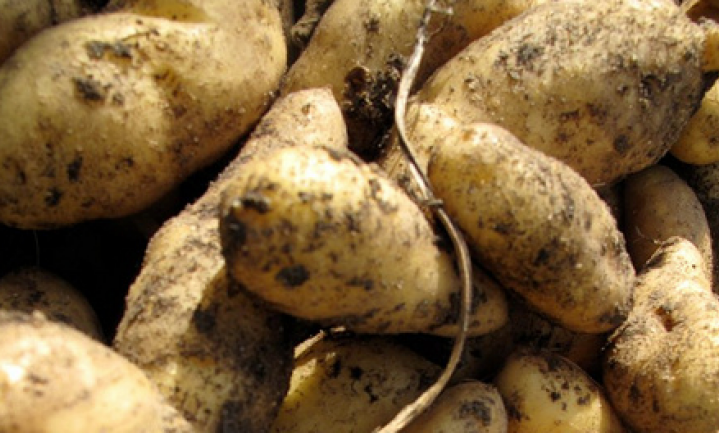 ‘Vleesvervangers vervangen aardappels en pasta’