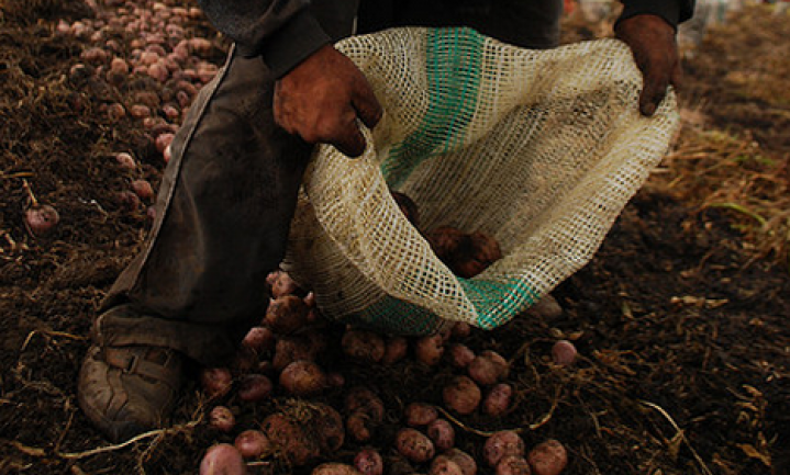 Aardappels rooien bij Bram Ladage: wie volgt?