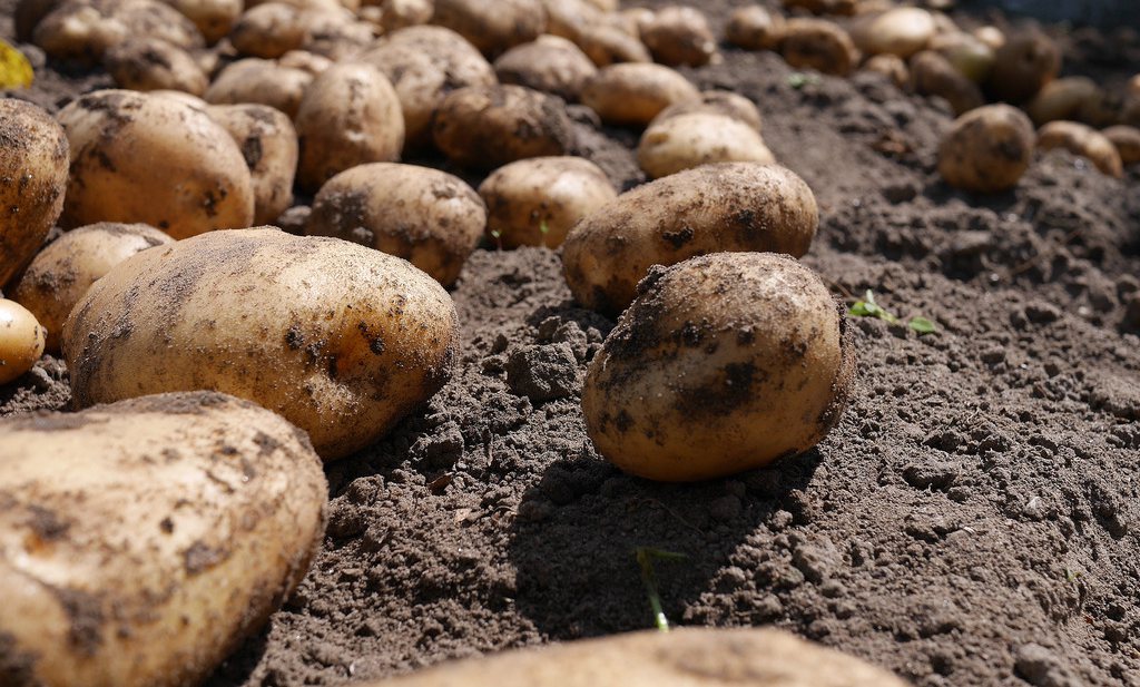 Aardappel op komst die beter tegen boze buitenwereld kan