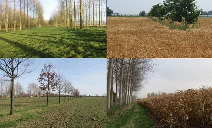 Minder bos en boslandbouw door Vlaams boslandbouwbeleid
