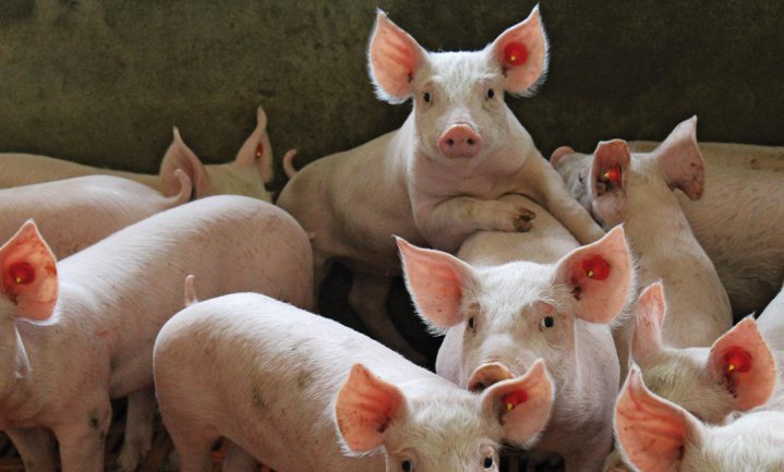 Unieke situatie in de wereld van het varkensvlees: hier laag inkopen, duur verkopen in China