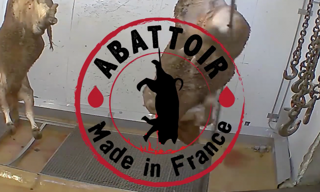 Frans abattoir gesloten na video