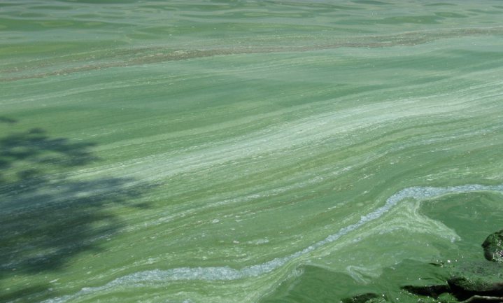 Gevaarlijke algenbloei Lake Erie te voorkomen