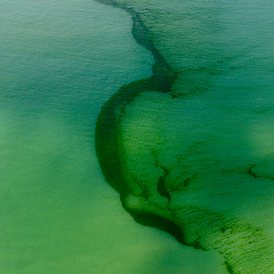 Klimaatverandering maakt van algen een bedreiging