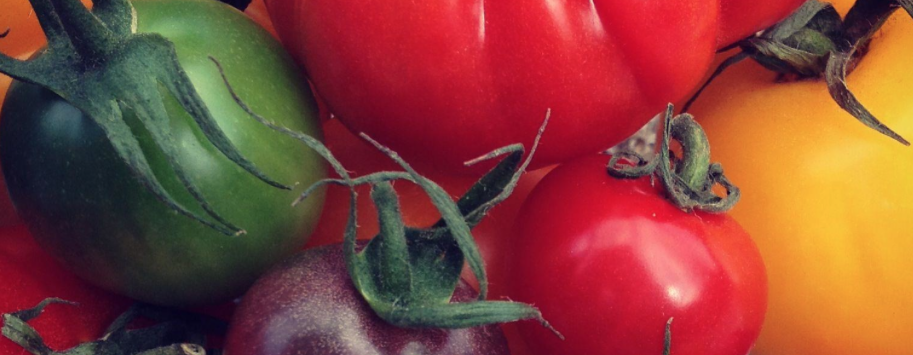 Wie teelt de beste rauwe tomaat van NL?