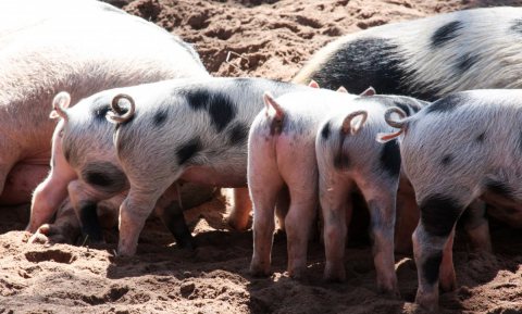 Krulstaartpremie tegen staartbijtende varkens
