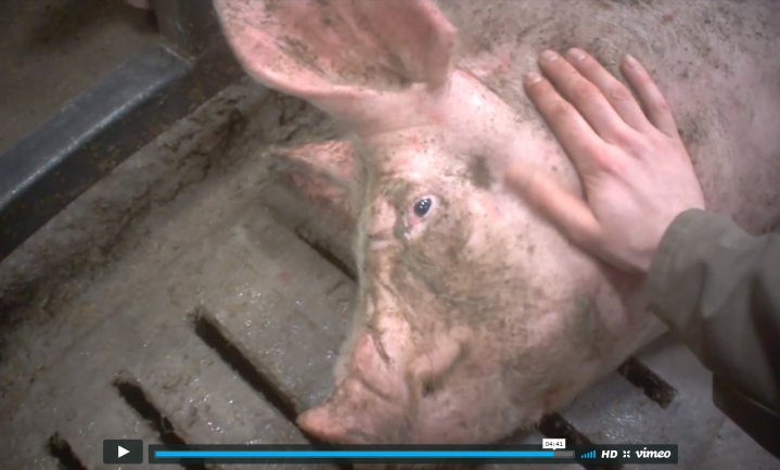 Vergunning slachthuis Tielt ingetrokken na beelden mishandeling varkens
