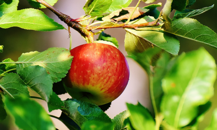 ‘Britse appeltelers rooien hun bomen’