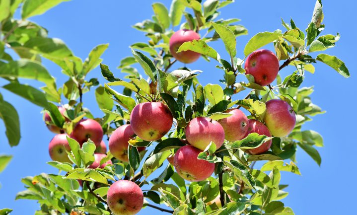 Ongemerkt nieuwe appelbomen zaaien
