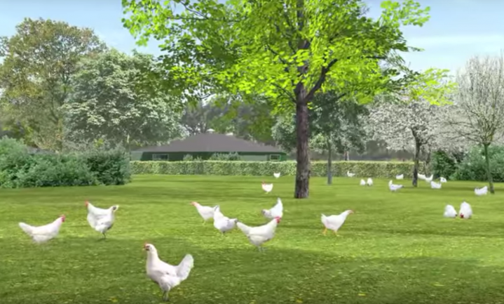 Na 7 jaar vergunningstrijd: Kemper start bouw meest diervriendelijke kippenpark van Nederland