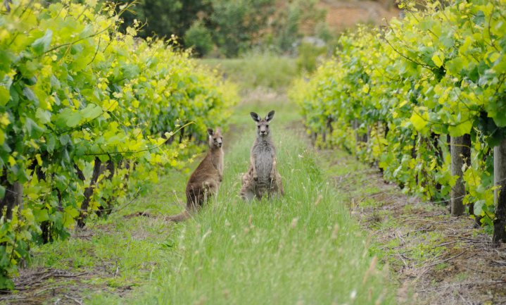 Australische wijnindustrie ontvangt $50 miljoen subsidie