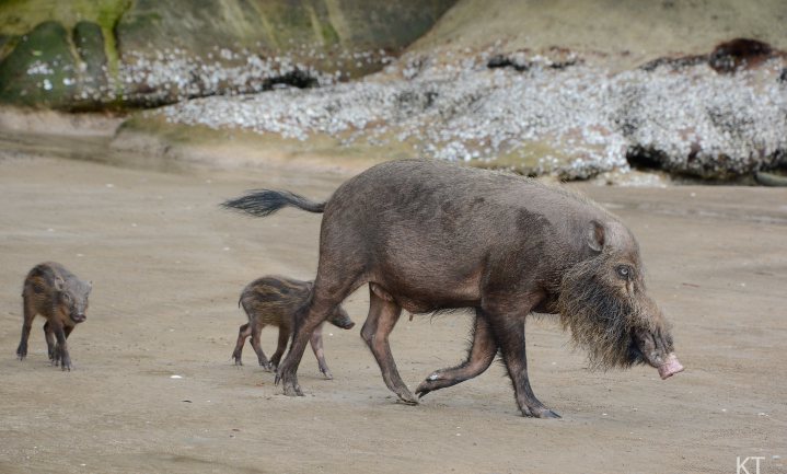 Varkenspest berooft bevolking Borneo van zijn inheemse wilde varken