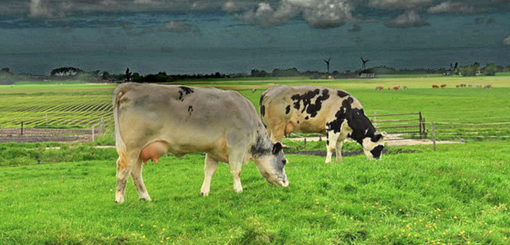 ‘Dijksma dreigt de Moeder van de Melkvee-industrie te worden’