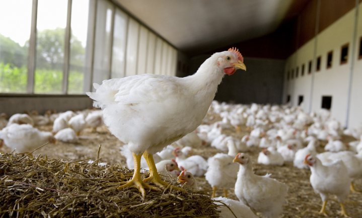 Nederlandse kippen en eieren worden duurder en minder duurzaam, maar de kip krijgt meer beweging
