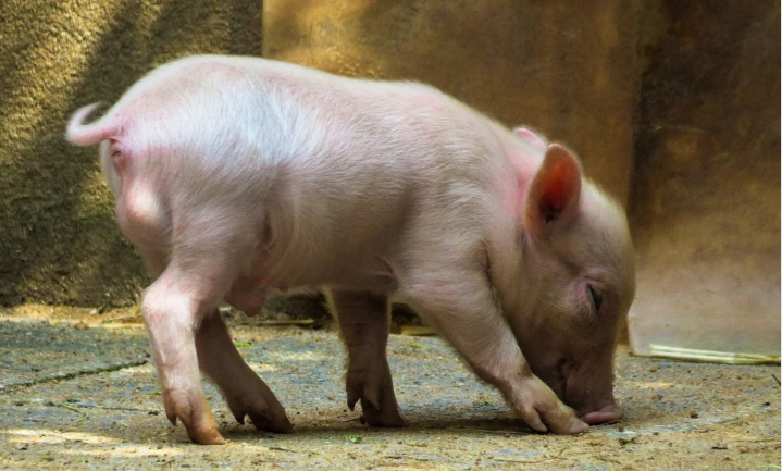 Nederland trekt aan de bel: dieren in veehouderij verdienen ruimte