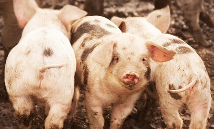 China gaat Amerikaanse varkens maken