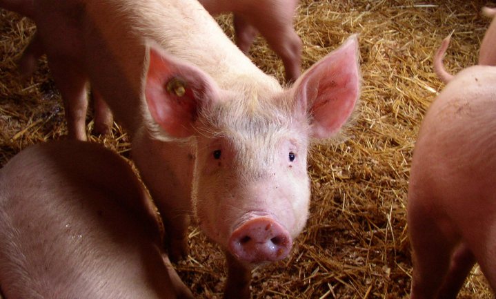 Houd de varkenspest buiten Nederland