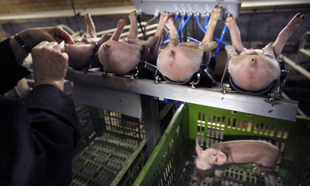 Duitse Aldi en Lidl stoppen met vlees van gecastreerde varkens
