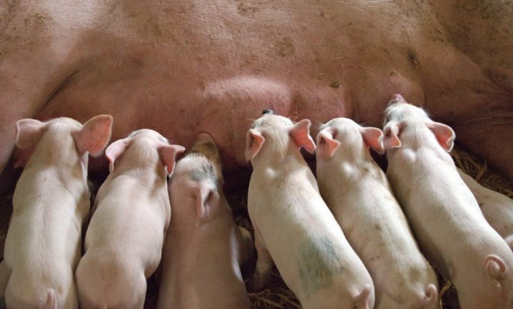 Meevaller voor varkensboeren en Nederland reduceert ineens 7,5% van zijn varkensstapel