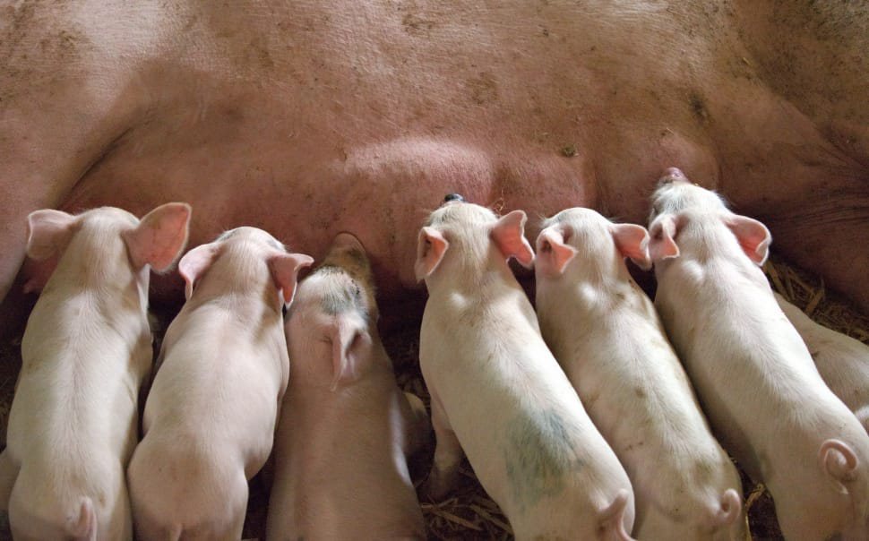 Meevaller voor varkensboeren en Nederland reduceert ineens 7,5% van zijn varkensstapel