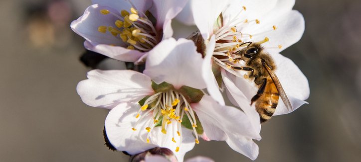 RoboBees kunnen bijensterfte opvangen