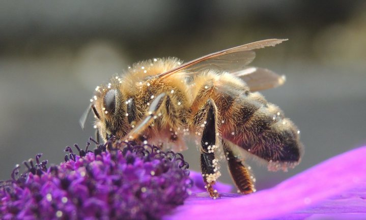 Teveel aan imkers in Nederland bedreigt wilde bijen