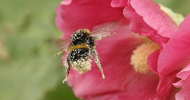 Oorzaak bijensterfte komt in zicht